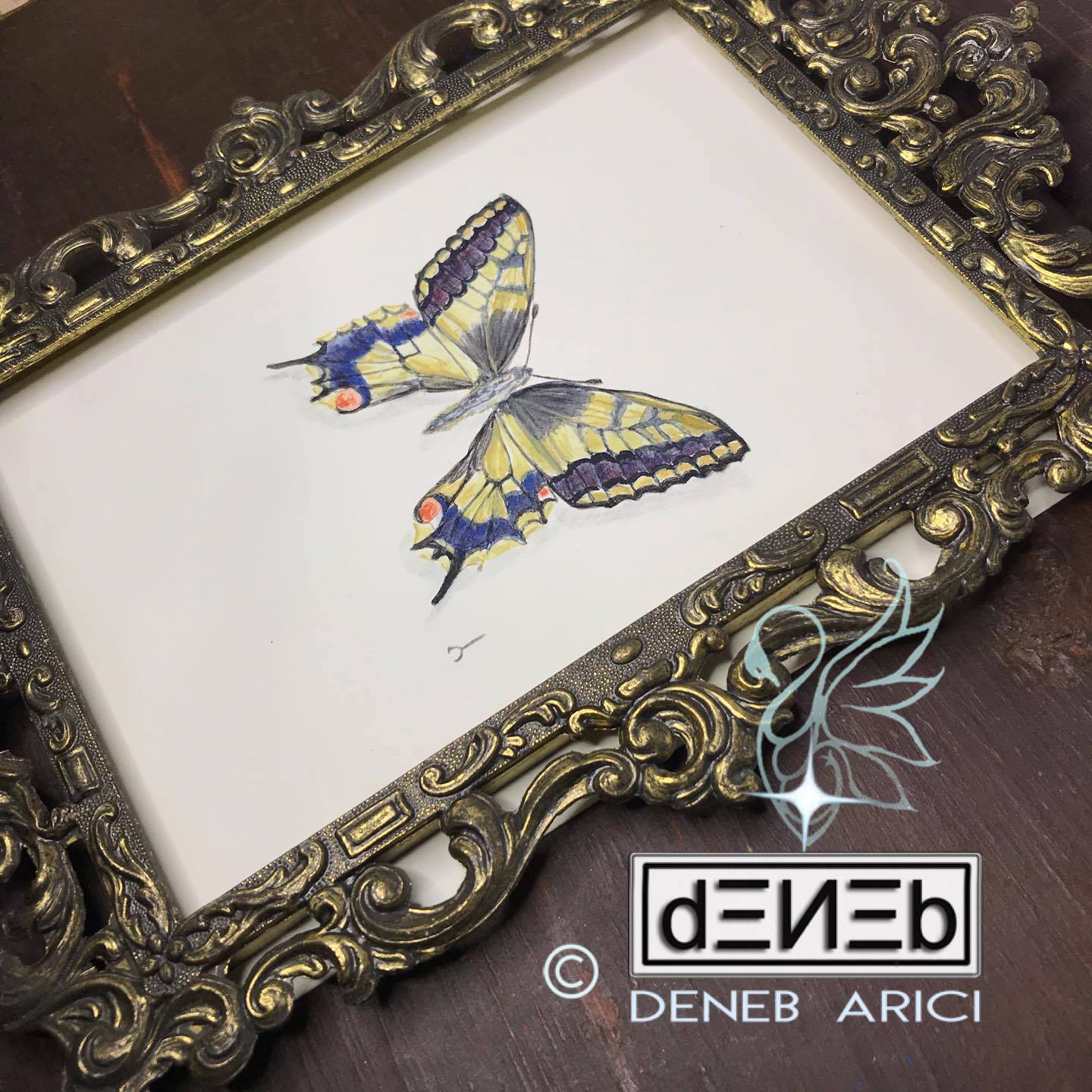 Papilio machaon - illustrazione naturalistica ad acquarello - dipinto originale in cornice d’epoca - (ID# ILA01)