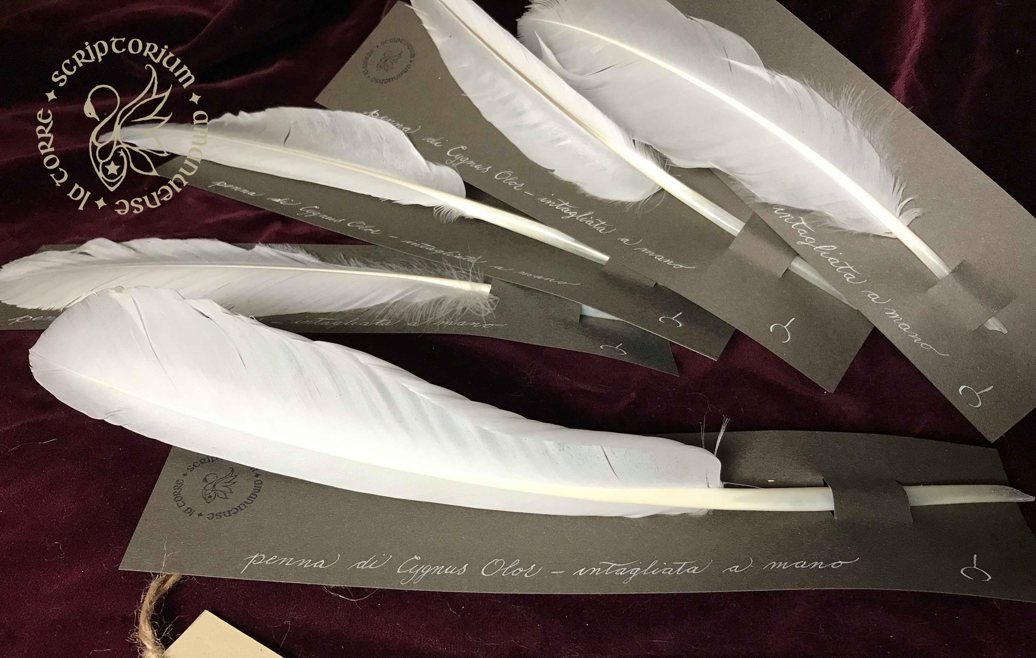Penna di Cygnus Olor da scrittura - naturale, preparata ed intagliata a mano - 1 penna in confezione regalo - (ID# SSA03)
